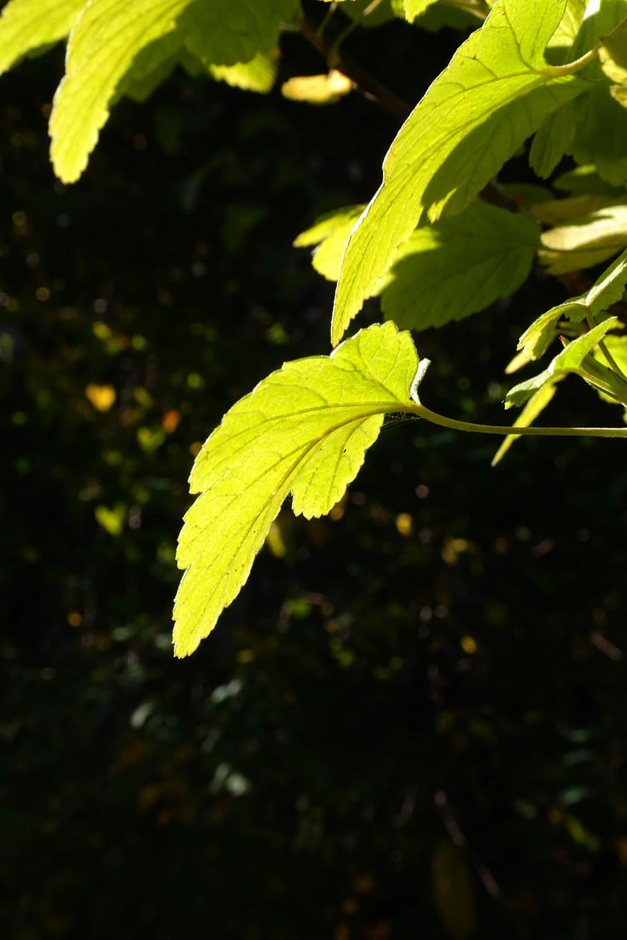 Leaf, Back Light, Bright, Green, Sun, bush, currant, ribes HD wallpaper