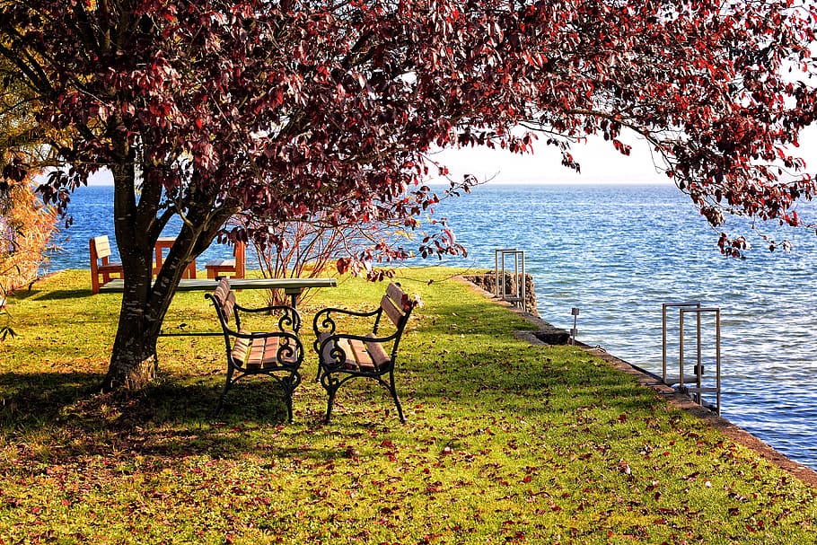 empty two benches under tree near body of water at grass fied HD wallpaper