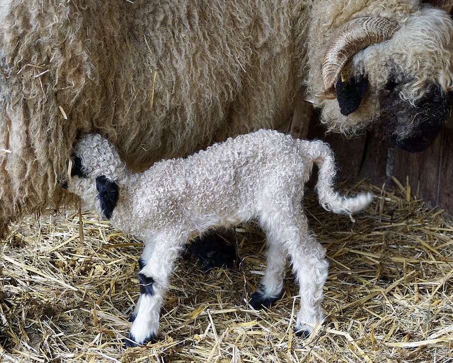 brown ram and kid sheep, black nosed sheep, valais black nose sheep, HD wallpaper