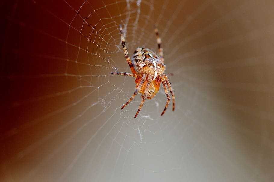 spider, insect, close, cobweb, animal, nature, network, animal themes HD wallpaper