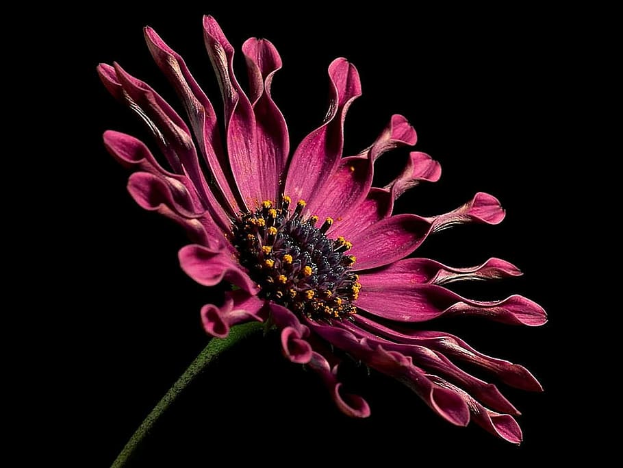 red spoon daisy closeup photography, african daisy, flower, macro, HD wallpaper