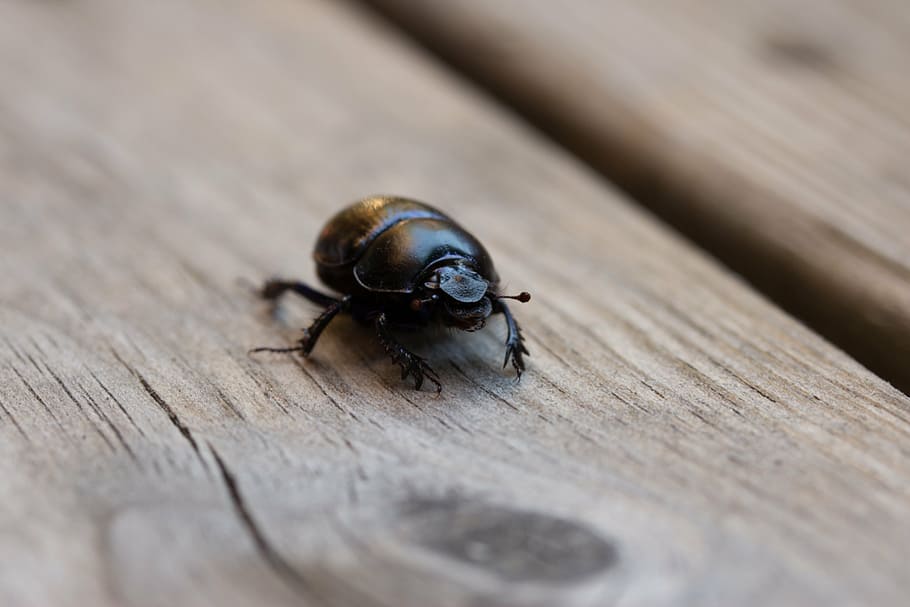 beetle, insect, black, crawl, wood, animal themes, invertebrate HD wallpaper