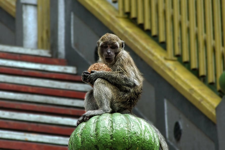 monkey, protect, sit, coconut, mammal, vigilant, asia, creature HD wallpaper