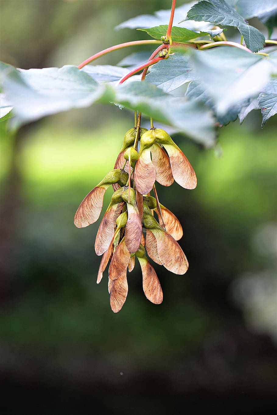 brown and green leaf plant, maple, fruit, maple fruit, close HD wallpaper