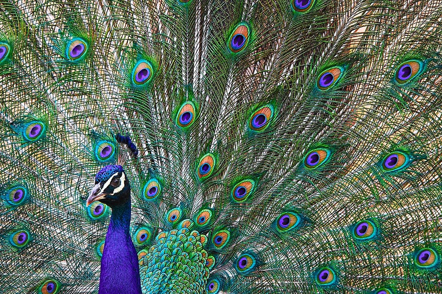 animals, peacock, pride, feathers, bird, colorful, zoo, peacock feathers HD wallpaper