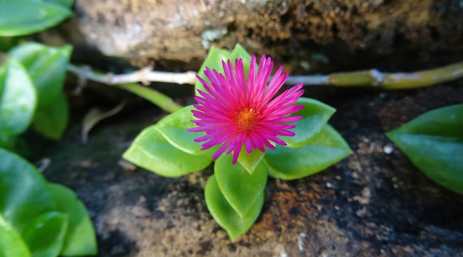 nature, flora, flower, leaf, garden, floral, blooming, botanical HD wallpaper