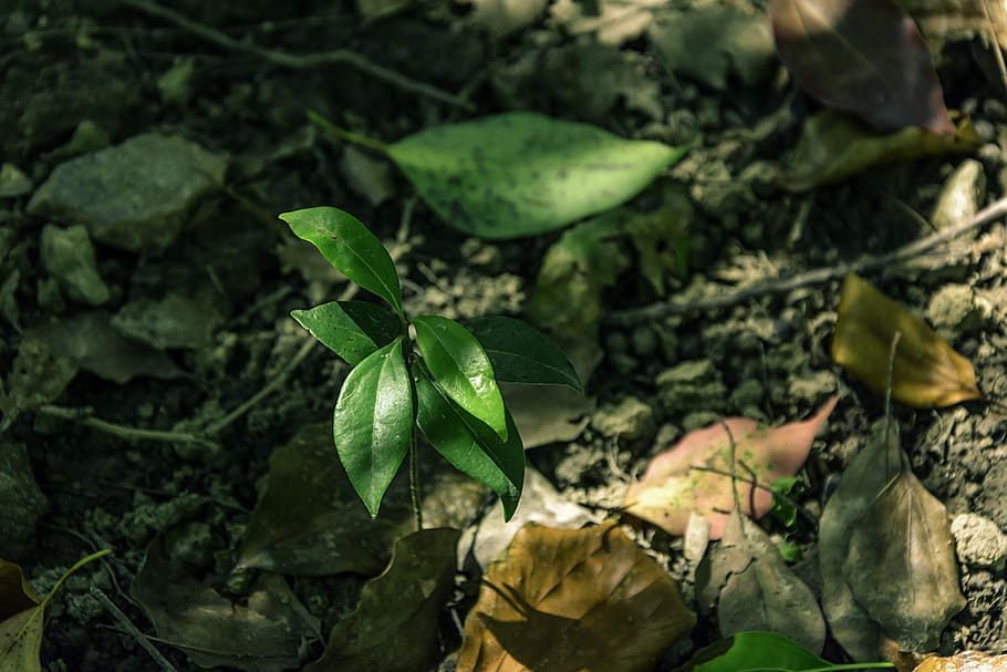 Woods, Sapling, Cinnamomum Camphora, leaf, dead leaves, sunshine HD wallpaper