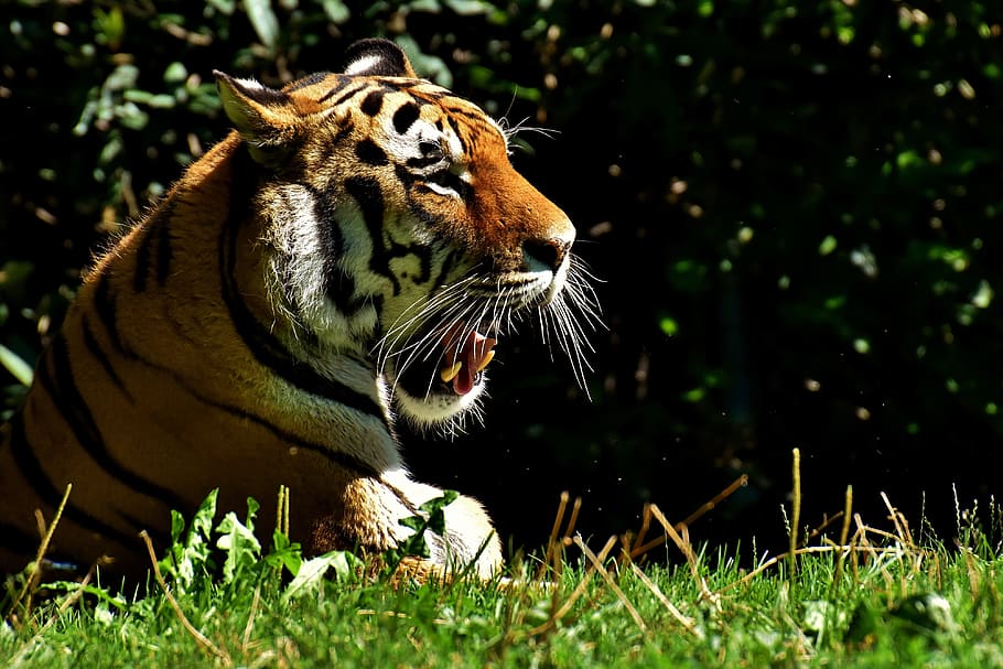 tiger, predator, fur, beautiful, dangerous, cat, wildlife photography HD wallpaper