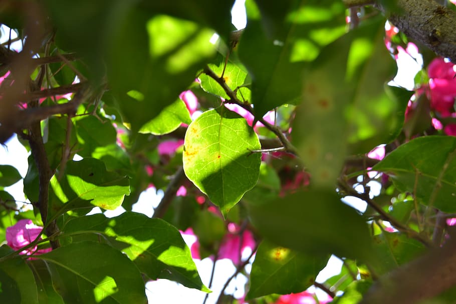 leaf, light, flowers, rocio, green, tree, nature, sun, plant HD wallpaper