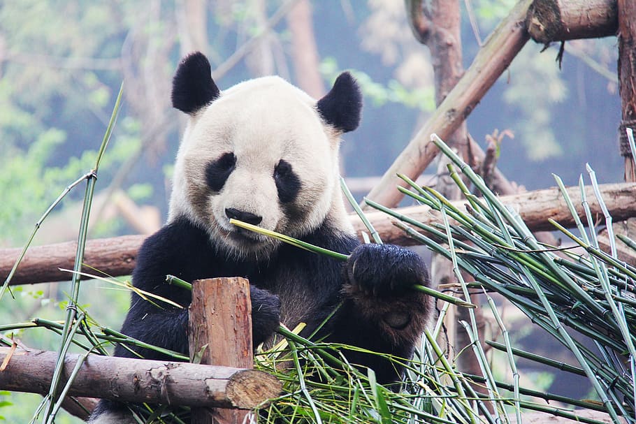 HD wallpaper: panda eating bamboo, black and white, adorable, national  animal | Wallpaper Flare