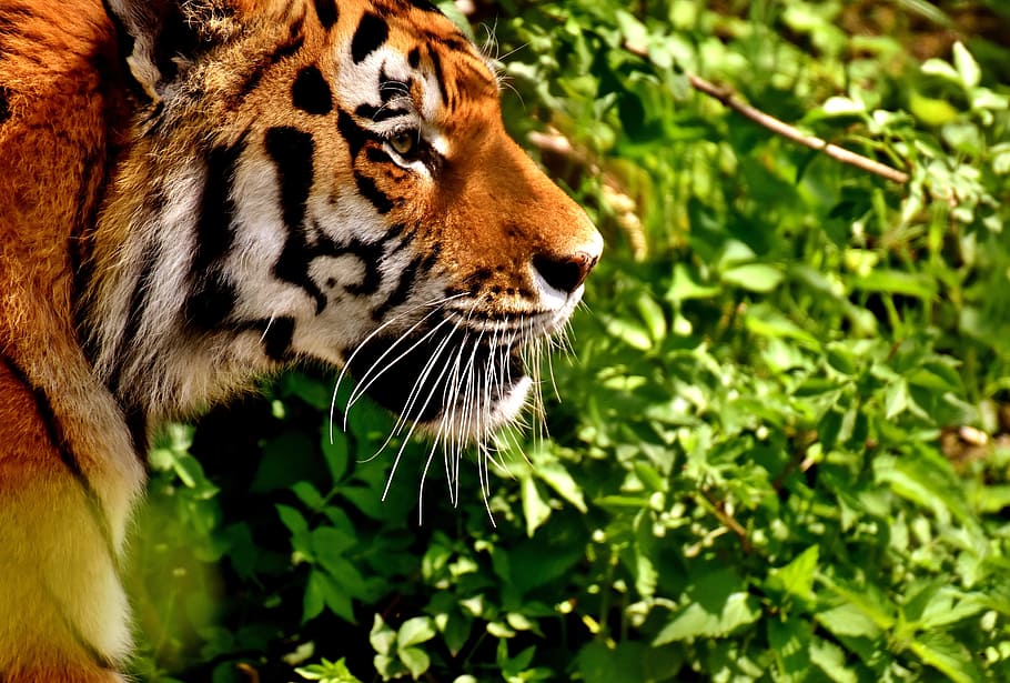 closeup photo of Bengal tiger, predator, fur, beautiful, dangerous HD wallpaper