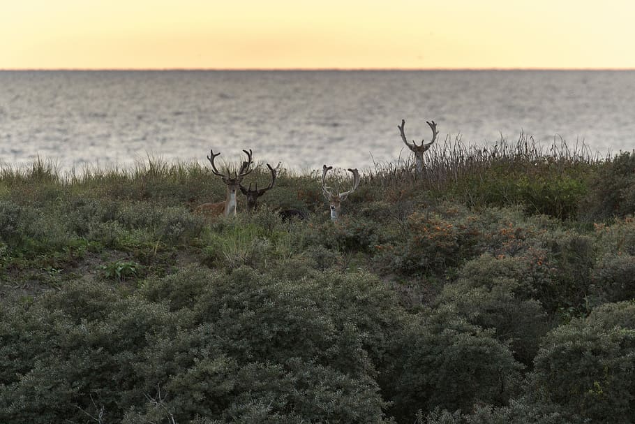 four deer on green leaf plants distance with body of water during golden hour, deer on grass HD wallpaper