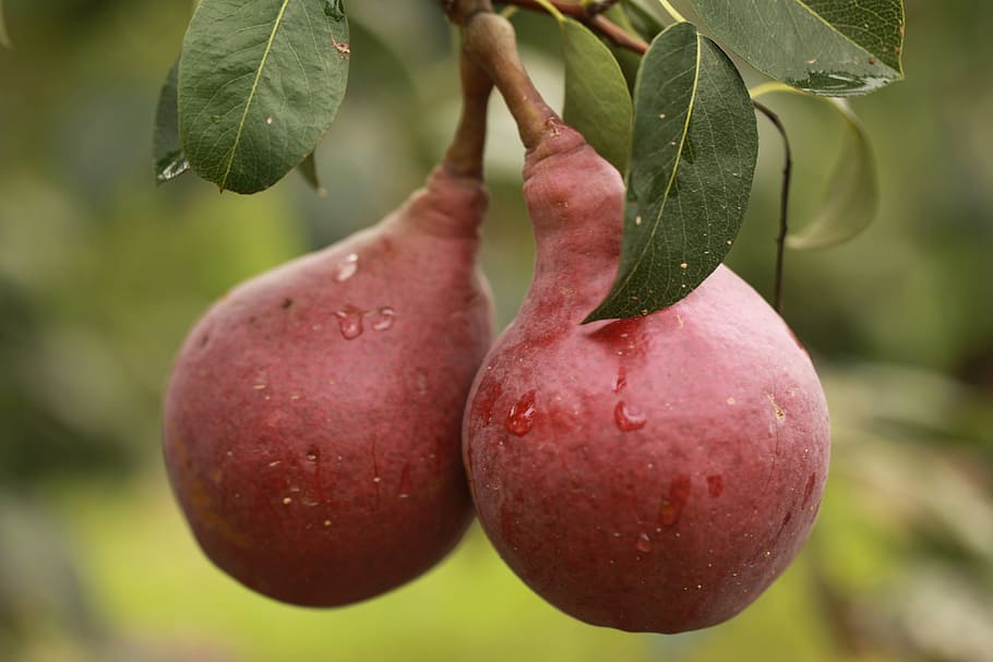 Pear, Fruit, red, food and drink, freshness, drop, plant, leaf HD wallpaper