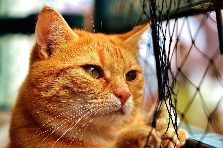 orange tabby car looking outside window, cat, mackerel, longing, HD wallpaper