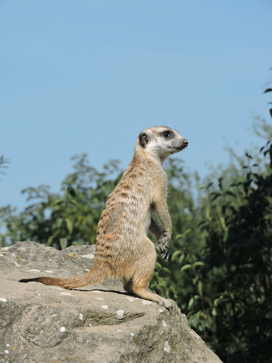 meerkat, zoo, view, animal, africa, wildlife, mammal, alertness HD wallpaper