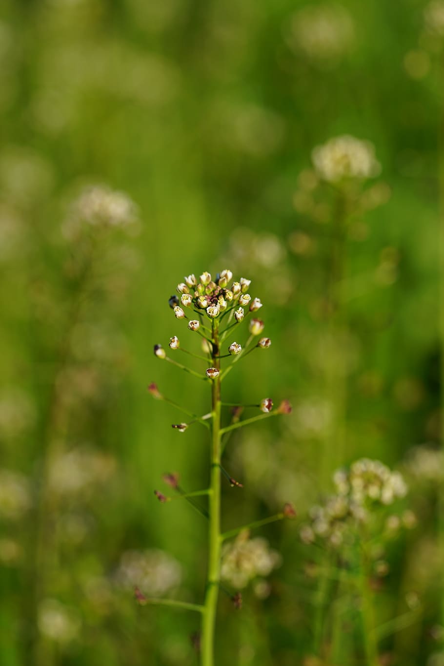 ordinary shepherd's purse, plant, blossom, bloom, white, hirtentäschl, HD wallpaper