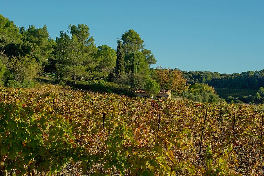 vineyard vines wallpaper