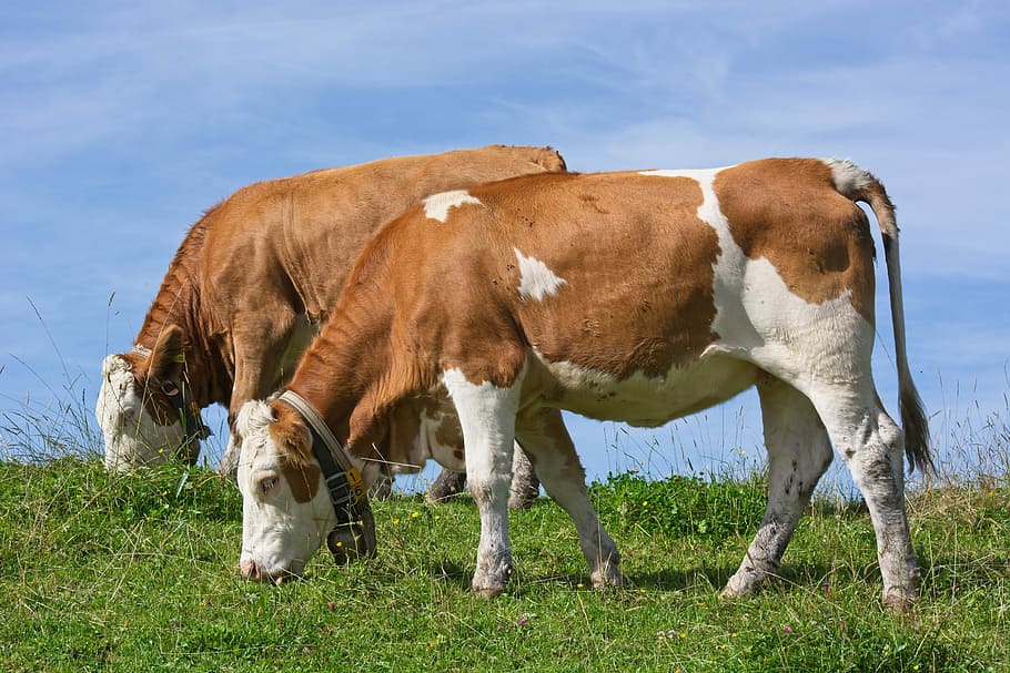cows, graze, eat, meadow, pasture, grass, agriculture, ruminant HD wallpaper
