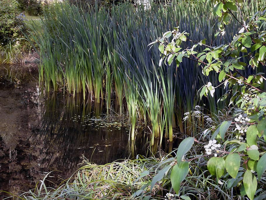 reed, swamp, vegetation, common, wetland, plants, nature, water, HD wallpaper