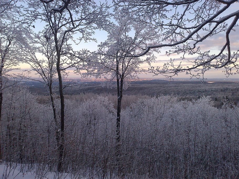 frost, winter, forest, tree, plant, tranquility, beauty in nature HD wallpaper