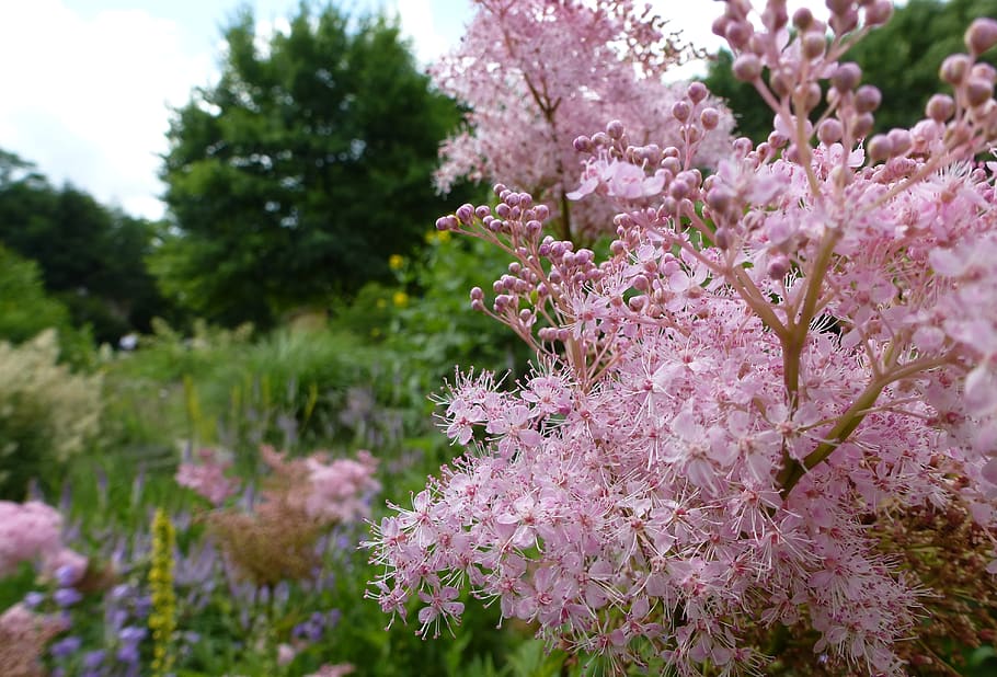 spring, blossom, bloom, close up, flower, growth, plant, flowering plant HD wallpaper