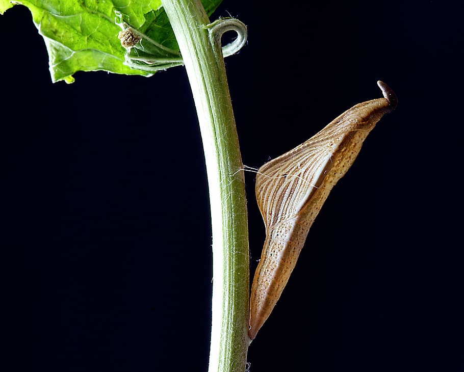 cocoon, pupa, chrysalis, insect, butterfly, hanging, plant part, HD wallpaper