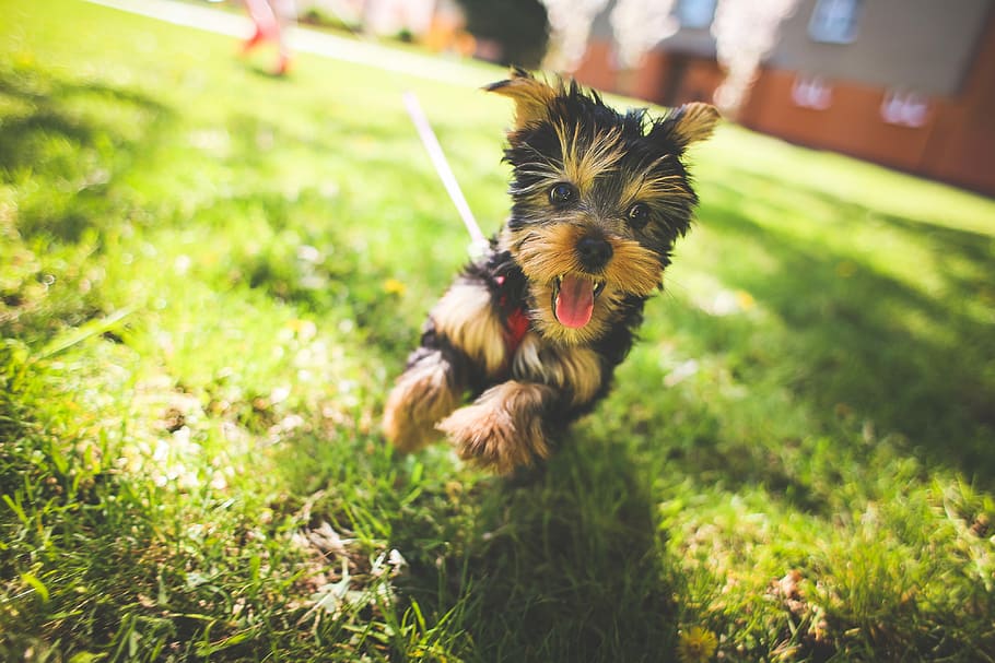 Crazy Jessie, animals, cute, dogs, puppy, pets, yorkshire Terrier HD wallpaper