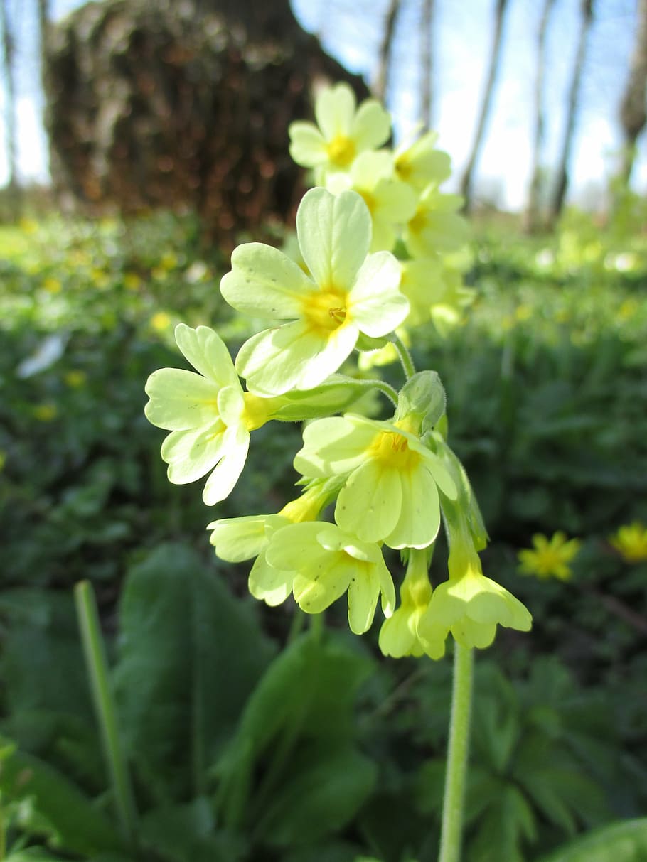 cowslip, yellow, spring, primrose, park, rarely, forest, nature conservation HD wallpaper
