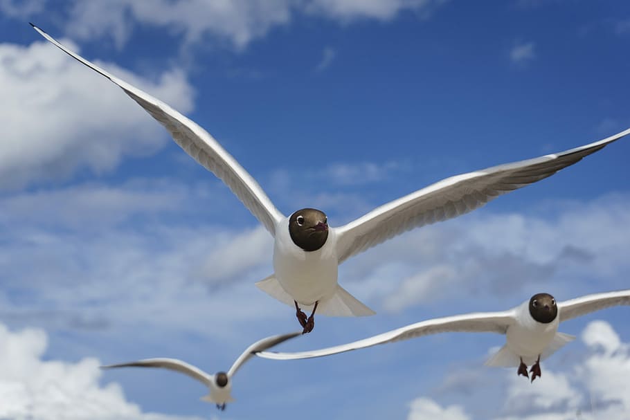 flight, wing, sky, bird, fly, flying, cloud - sky, spread wings HD wallpaper
