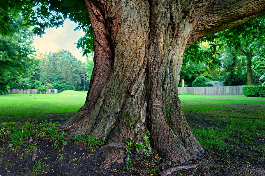 tree, trunk, tree trunk, tree alone, park, lawn, big tree, landscape HD wallpaper