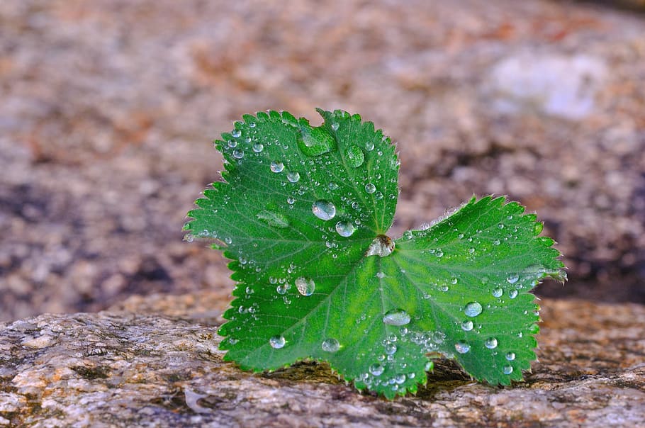 silver coat, plant, leaf, stone, raindrop, drop of water, macro HD wallpaper