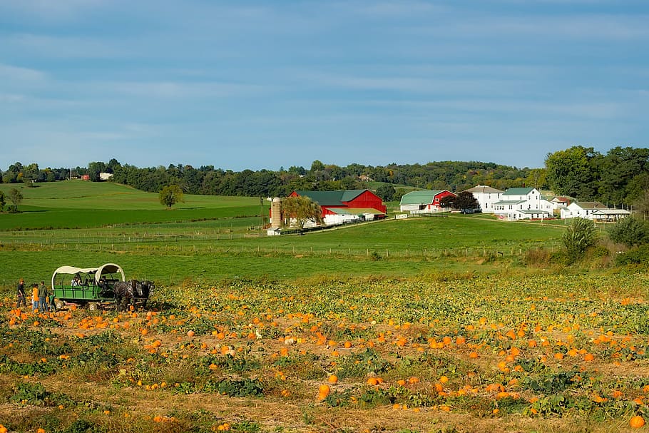 Would you like to live more like the Amish? - Tracy Fredrychowski, Author