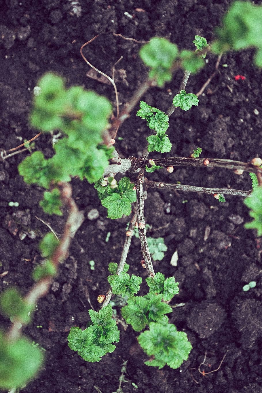 black, currant, green, ground, nature, plant, growth, green color HD wallpaper