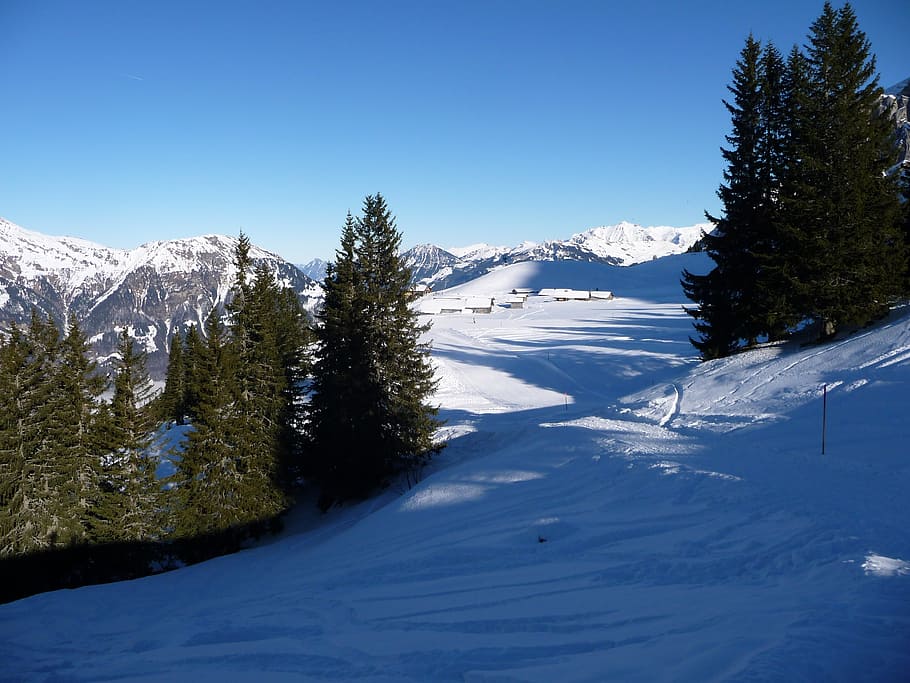 winter, snow, wintry, winter forest, snowy, cold temperature HD wallpaper