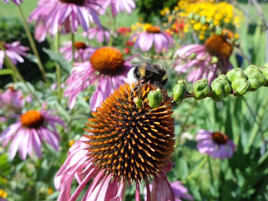 hummel, sun hat, echinacea, bee, flower, nature, blossom, bloom HD wallpaper