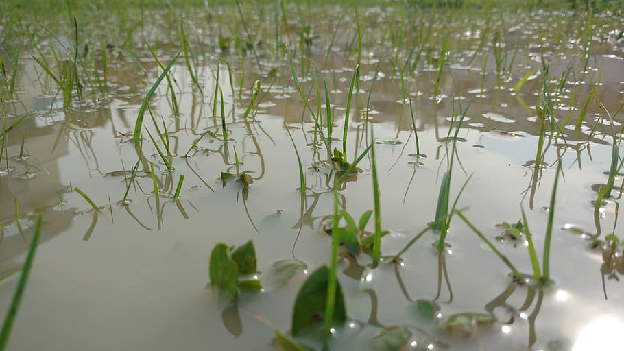 grass, sunshine, water, plant, growth, nature, green color HD wallpaper