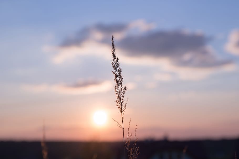 nature, grass, stems, stalks, sky, clouds, horizon, gradient HD wallpaper