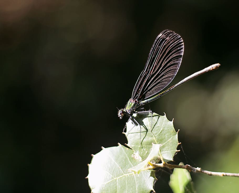 dragonfly, blue, nature, insect, invertebrate, animal themes HD wallpaper