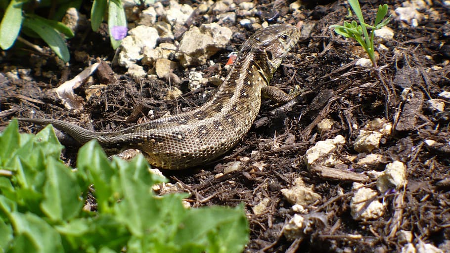 Sand Lizard, Lizard, cold blooded animals, reptile, nature, female