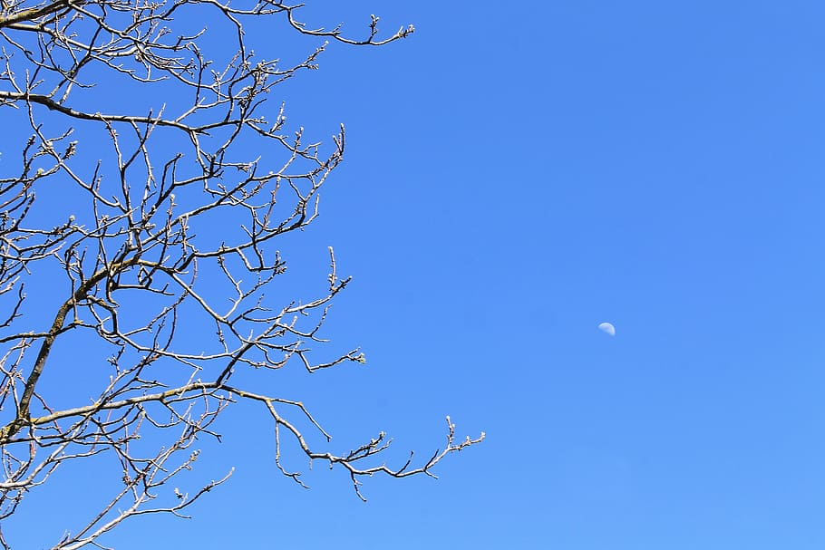 sky, background, blue, branches, trees, nature, spring, plant HD wallpaper