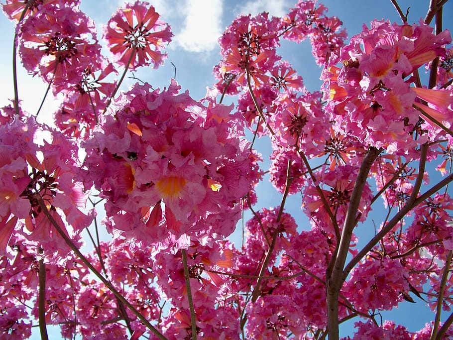 pink, dogwood, tree, spring, flower, floral, bloom, botany HD wallpaper