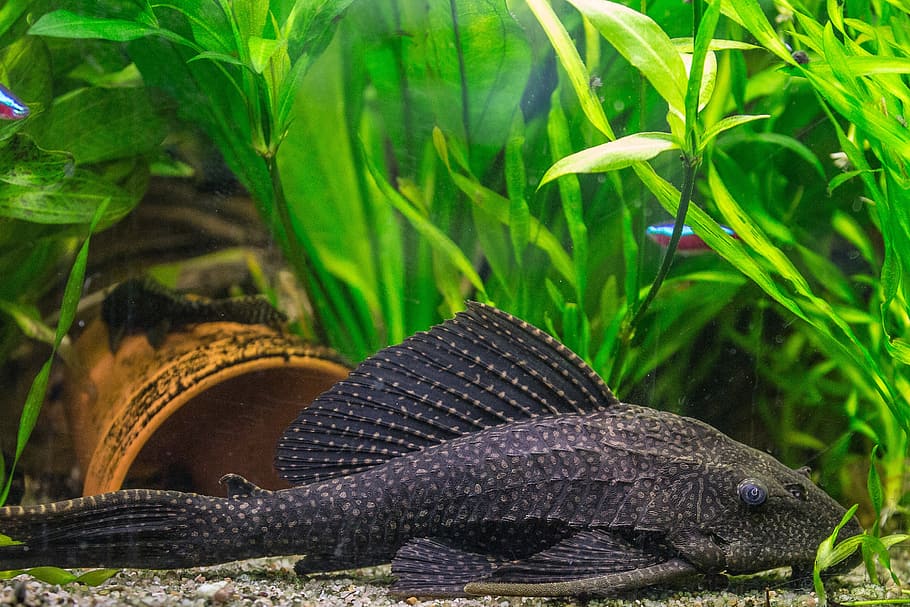 black armoured cat fish inside of fish tank, aquarium, wels, honeycomb signs catfish, HD wallpaper