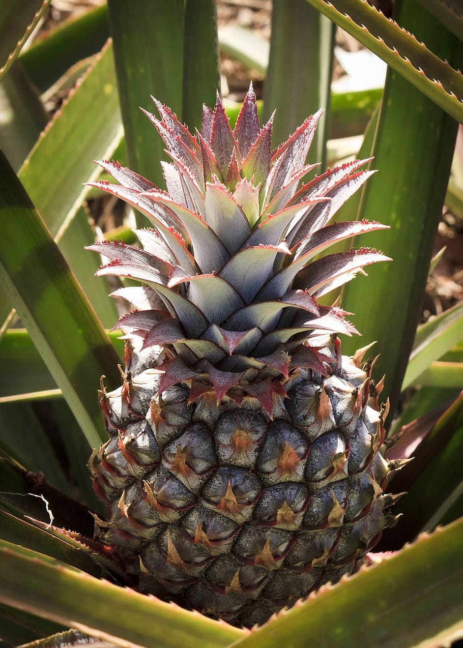 pineapple, fruit, leaves, pina colada, dessert, plants, close-up, HD wallpaper