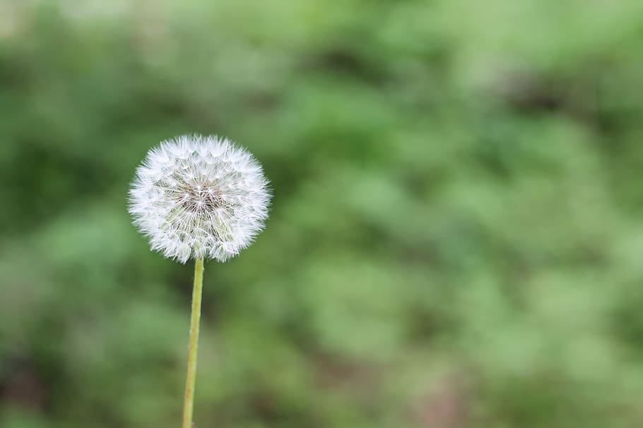 white dandelion, green, spring, flower, allergy, plant, natural HD wallpaper