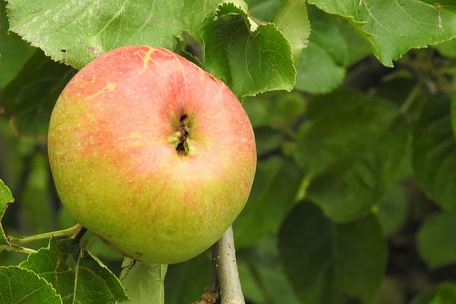 apple, apple tree, fruit, nature, food, kernobstgewaechs, food and drink HD wallpaper