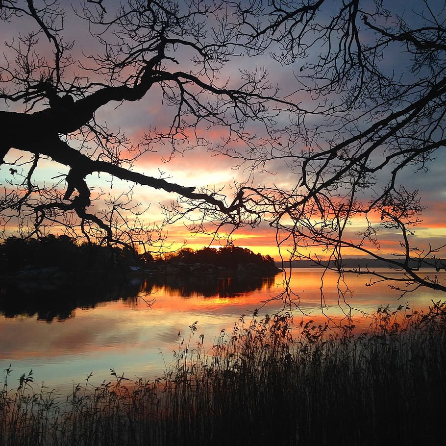 Evening, Water, Tree, Sunset, Shoreline, reflection, lake, bare tree HD wallpaper
