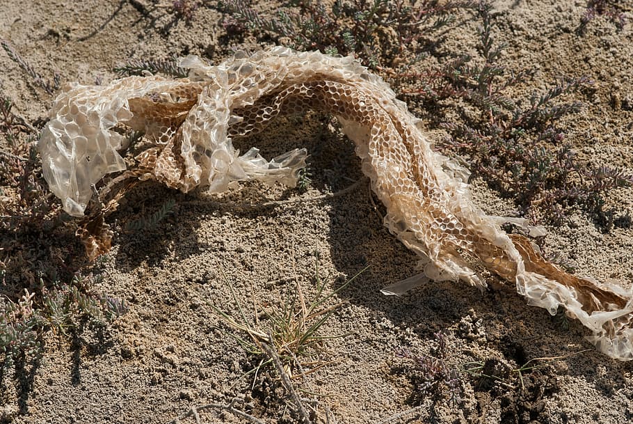 Snake Skin, Structure, Botswana, one animal, animal wildlife HD wallpaper