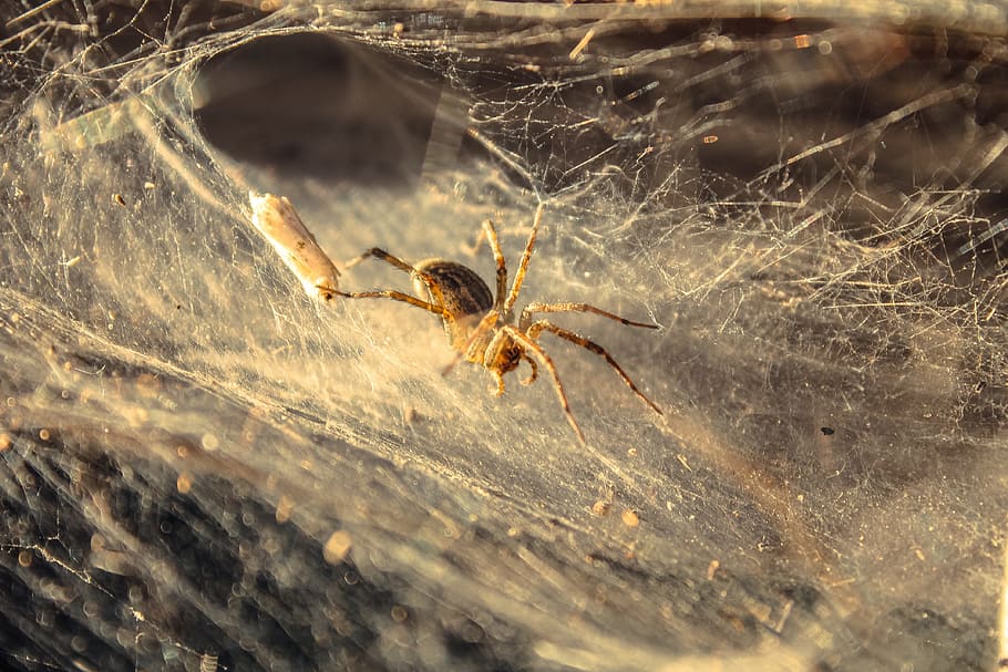 Spider, Insect, Bug, Nature, Pest, wildlife, design, macro, HD wallpaper