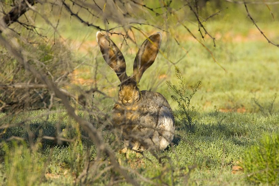 brown fur hare under leafless tress on green grass, jackrabbit