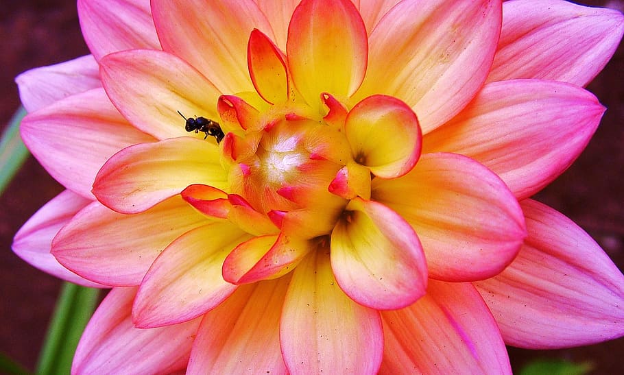 Flower, Insect, Dahlia, Nature, Summer, plant, spring, butterfly, HD wallpaper
